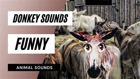 Donkey Sounds Funny Donkey Sounds Donkey Ringtone Donkey Bray Sound