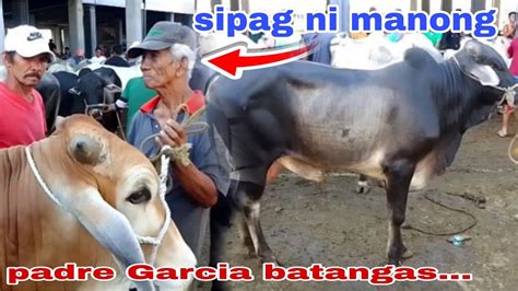 Presyo Ng Mga Malalahing Baka Padre Garcia Batangas Youtube