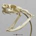 King Cobra Skull And Base Bone Clones Osteological Reproductions