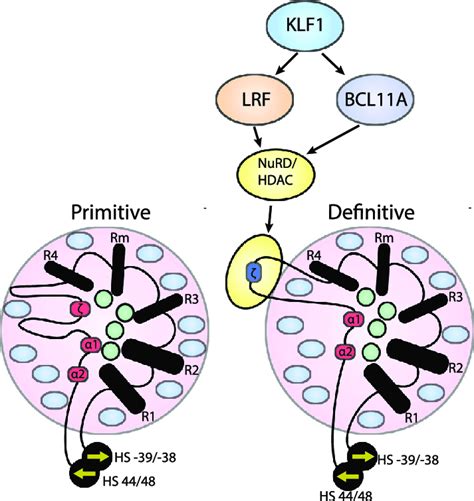 Model Of Globin Activation And Repression Lrf And Bcl A Both