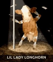 Texas Longhorn Memes GIFs | Tenor