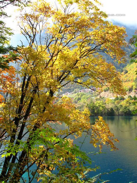 无人竖图室外白天正面旅游度假河流美景森林山山脉树林水植物中国亚洲河水景观山峰水流山峦娱乐树树木