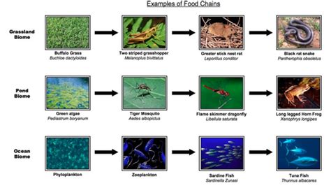 Ecology Flashcards Quizlet