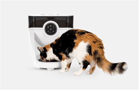 The 7 Best Automatic Cat Feeders For Every Kitty And Every Diet