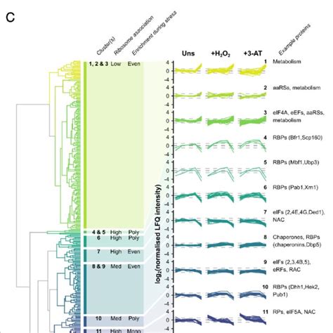 Ribosomal Proteins Rps And Rna Binding Proteins Rbps Show Distinct Download Scientific