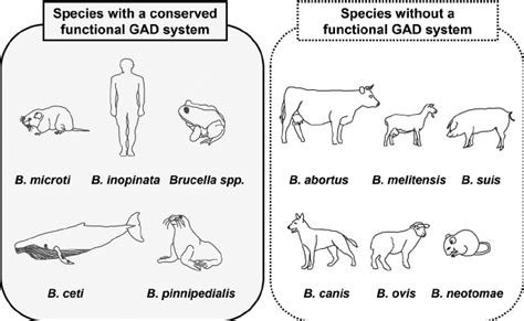 Distribution Of Brucella Species Based On The Functionality Of The Gad Download Scientific