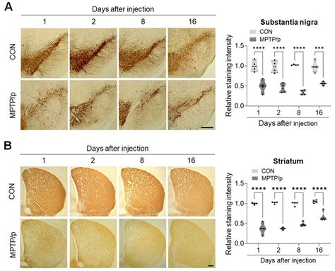 Acute MPTP P Treatment Persistently Decreased TH Immunoreactivity In