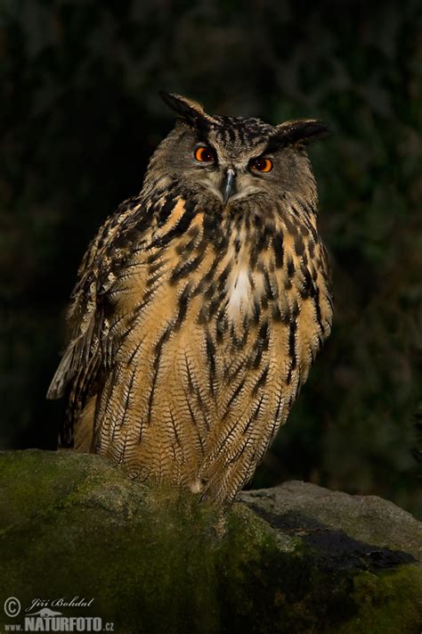Eagle Owl Photos Eagle Owl Images Nature Wildlife Pictures Naturephoto