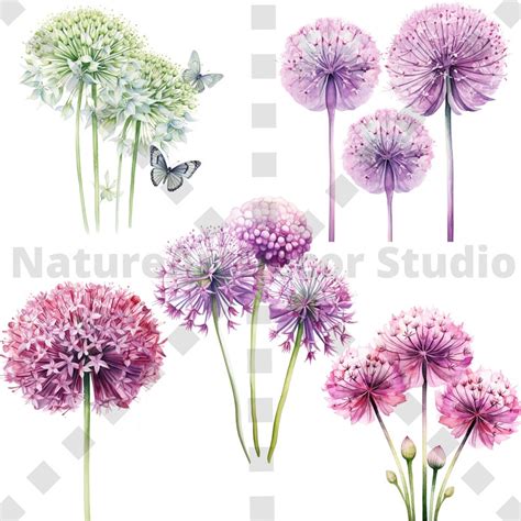 Pc Watercolor Giant Allium Png Bundle Water Color Floral Clipart