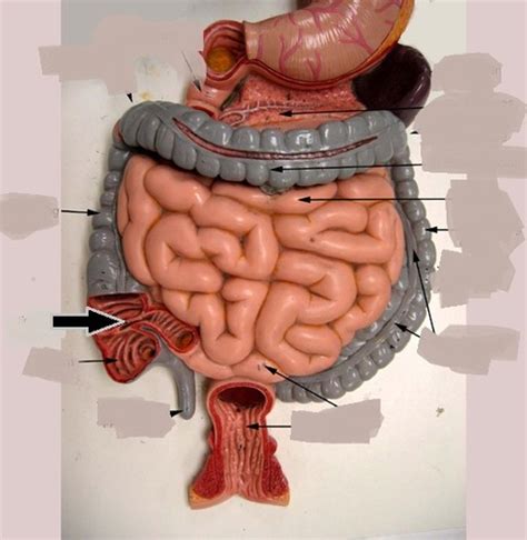 Bowel Elimination Flashcards Quizlet