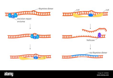 DNA repair mechanism. Illustration of the repair of DNA (deoxyribonucleic acid, red) using ...