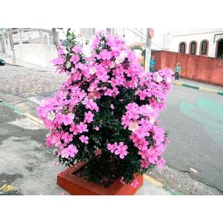 Manacá Da Serra 10 Sementes Tibouchina Mutabilis anão Shopee Brasil