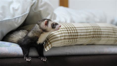 Recognizing Your Ferret S Illness