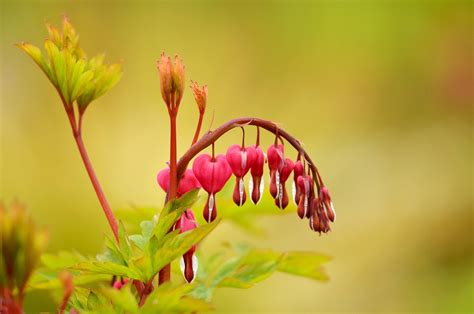 nature flower plant  photo  pixabay