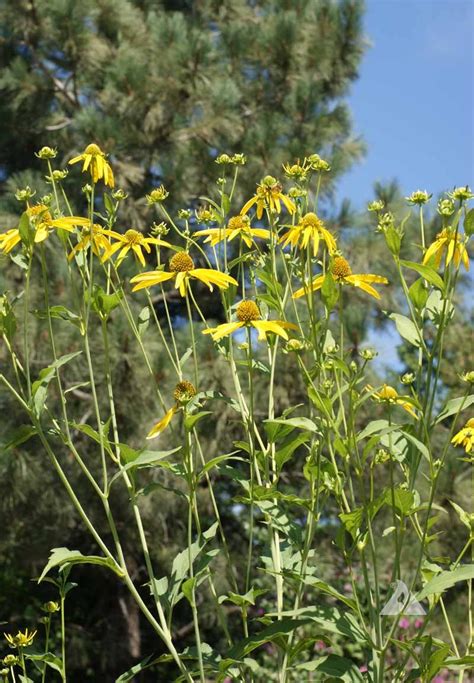 Cutleaf Coneflower (Rudbeckia laciniata) | Applewood Seed Company