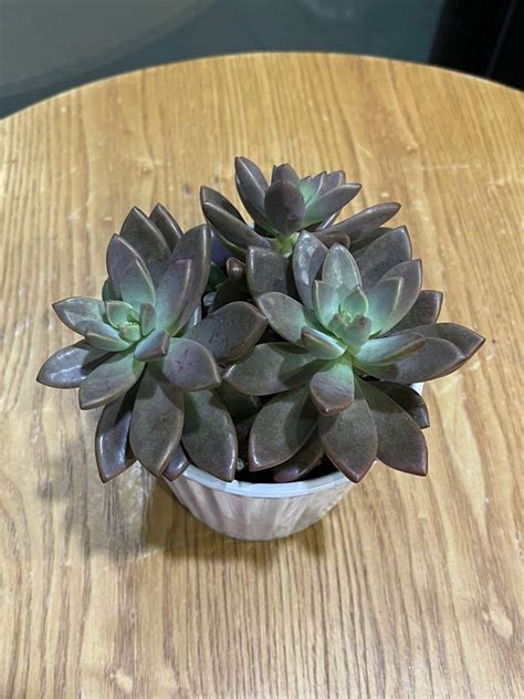 Graptopetalum Paraguayense Succulent Potted Plants In Cm Ceramic Pot