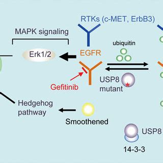 Mechanisms Of USP8 Mutation Mediated ACTH Hyperproduction The