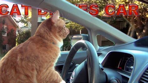 Cat Drives Car YouTube