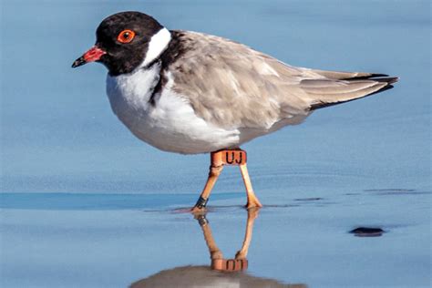 Hooded plover chicks at risk - MPNEWS