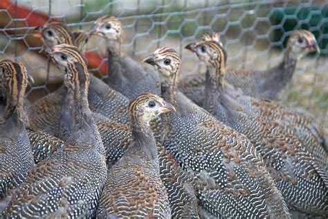 Raising Guinea Fowl The Complete Expert S Guide