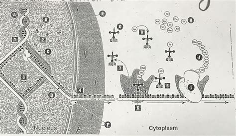 central dogma structures pt 1 Diagram | Quizlet