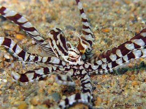 Мимический индонезийский осьминог (лат. Thaumoctopus mimicus)
