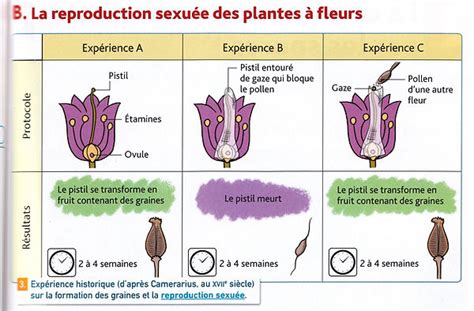 Chapitre 2 Reproduction Svtcours