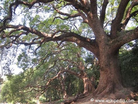 Камфорное дерево (11 фото): где растет камфорный лавр (коричник ...