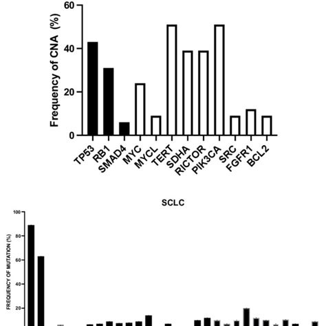 Main Genetic Abnormalities Observed In SCLC Top Panel Focal Copy