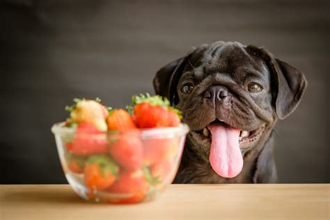 15 Frutas Que o Seu Cachorro Pode Comer Descubra Quais São