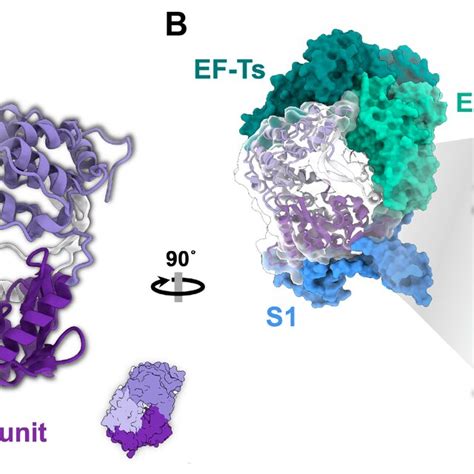 The RepQβ holoenzyme complex PDB 4R71 A The β subunit of the