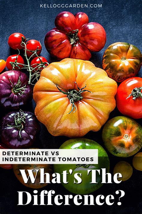 Determinate Vs. Indeterminate Tomatoes | Kellogg Garden Organics™