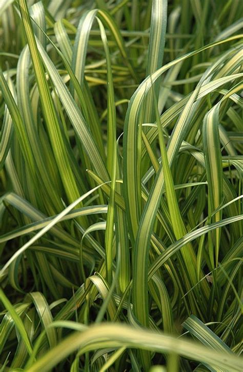 Variegated Feather Reed Grass Calamagrostis X Acutiflora Eldorado Feather Reed Grass