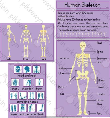 Human Skeleton • Teacha!