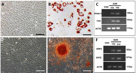 Adipogenic And Osteogenic Differentiation Of Chicken Mscs A Control