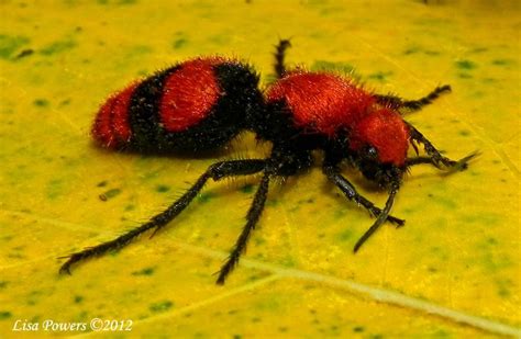 Red Velvet Ant Wasp Ant Species Ants Insects