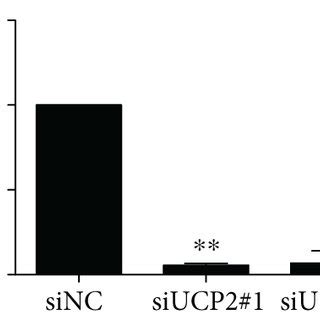 Potential Mechanism Of UCP2 Regulation Of The Radiosensitivity Of HeLa