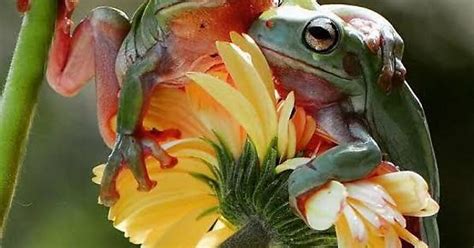 Frog Album On Imgur