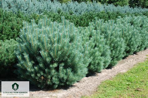 Pinus Sylvestris Watereri Baumschule Lve