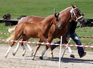 Résultats Elevage FM de chevaux franches montagne