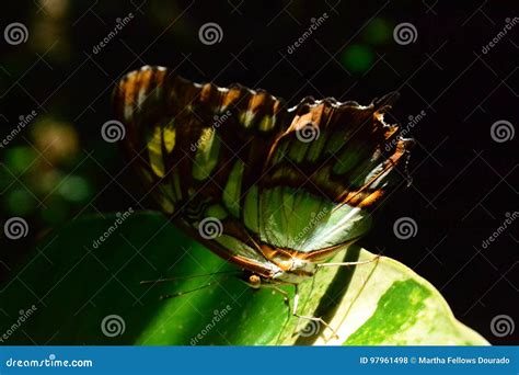 Amazonian Butterfly Stock Photo Image Of Forest Beauty 97961498