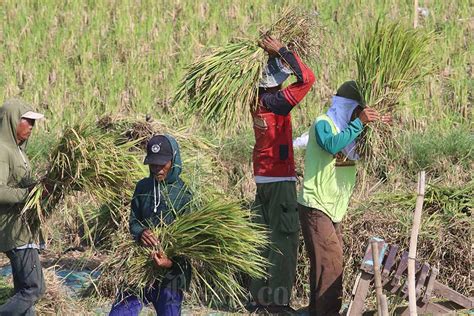 Produksi Beras Nasional April Diperkirakan Juta Ton