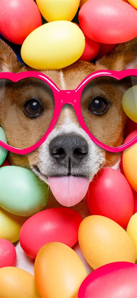 funny animal outfits 3
