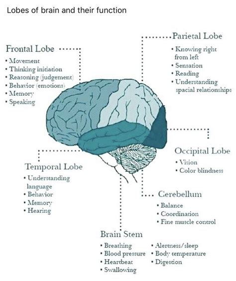 Pin By Jaqueline Datri On Mindset Brain Anatomy Anatomy Psychology