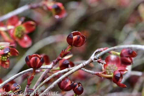 Salmon Quince Cut Branches Oregon Coastal Flowers