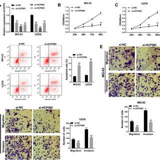 Hcp Knockdown Suppressed Proliferation Migration And Invasion And