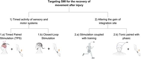 Frontiers Targeting Sensory And Motor Integration For Recovery Of