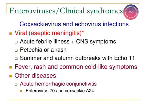 Picornaviruses. - ppt download