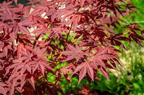 Acer Palmatum Skeeter S Broom Acero Palmato Vendita Online