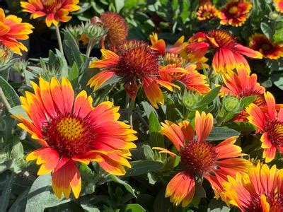 Gaillardia Aristata Arizona Sun Blanket Flower From Pleasant Run Nursery